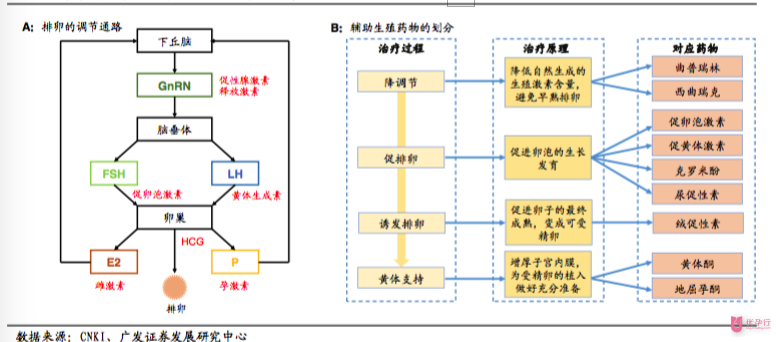輔助生殖藥物的治療過程和對排卵的調節