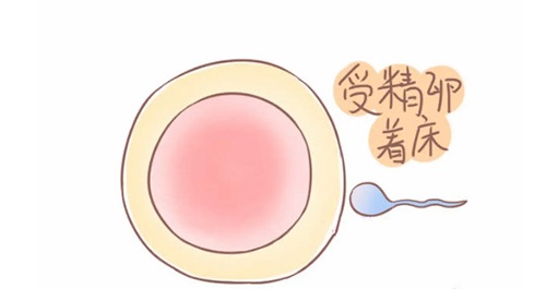 美國試管醫(yī)院的步驟是什么